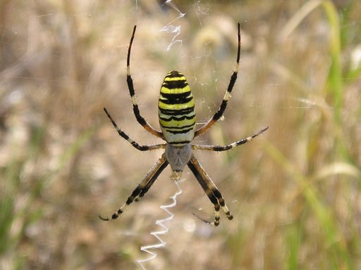 Spiders of Bulgaria 